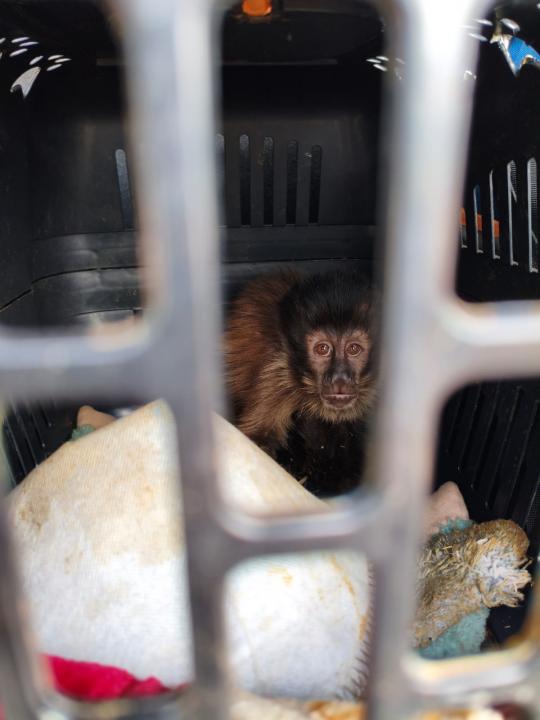Foto 2 de 6 — VÍDEO: Dupla é detida pelo TOR após ser flagrada transportando 4 macacos-prego na SP-310 em Araraquara